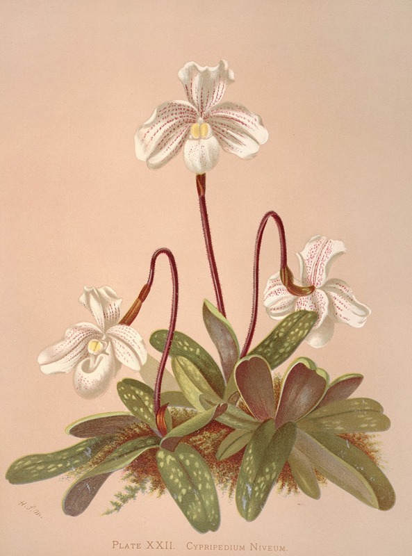 Cypripedium Niveum by Harriet Stewart Miner, 1885 — digital art print download