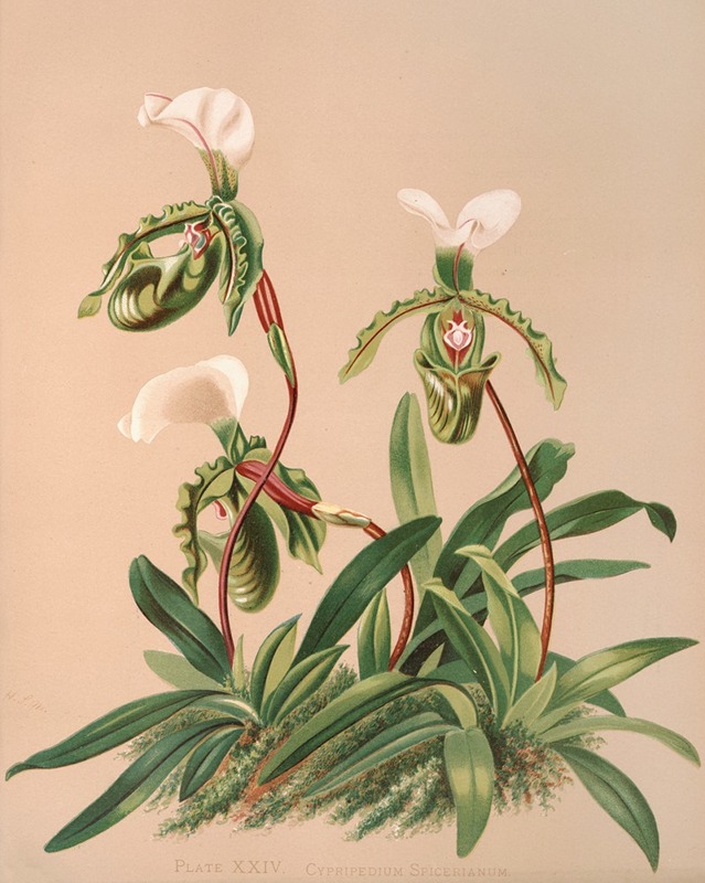 Cypripedium Spicerianum by Harriet Stewart Miner, 1885 — digital art print download