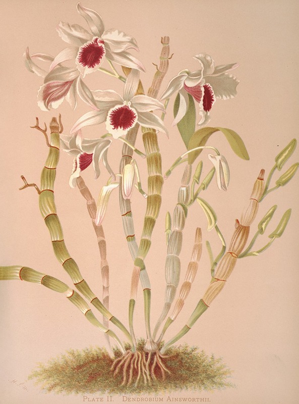 Dendrobium Ainsworthii by Harriet Stewart Miner, 1885 — digital art print download