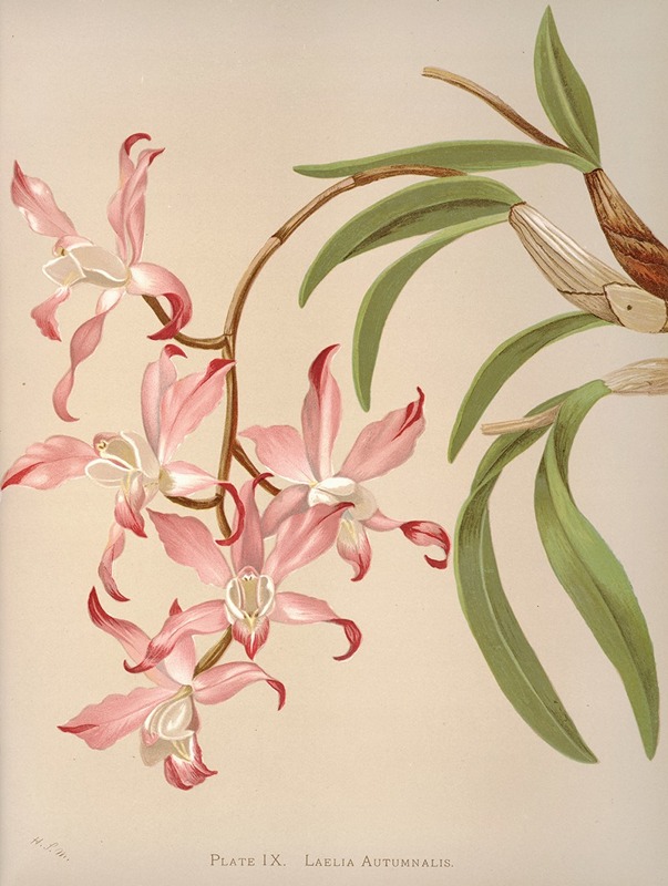 Laelia Autumnalis by Harriet Stewart Miner, 1885 — digital art print download