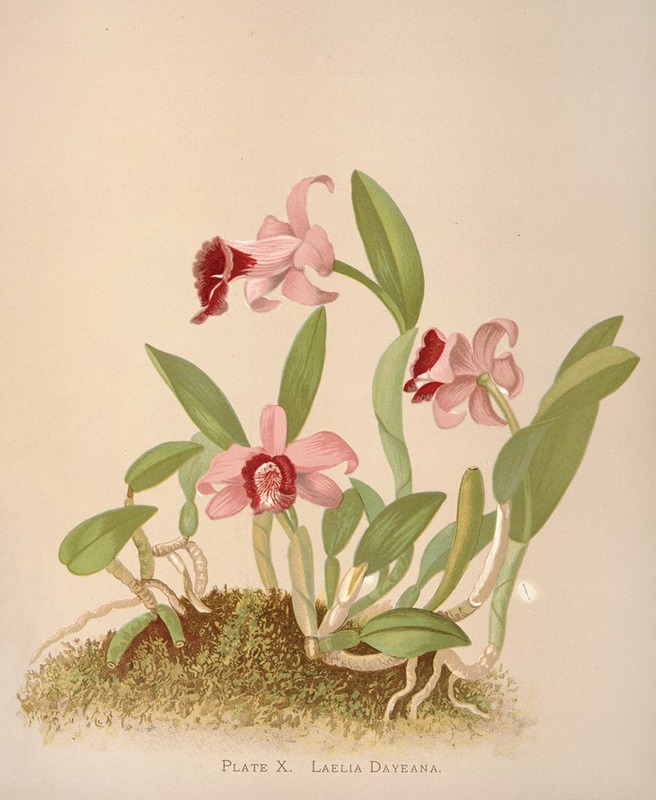 Laelia Dayeana by Harriet Stewart Miner, 1885 — digital art print download