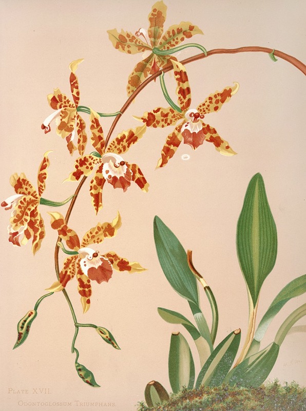 Odontoglossum Triumphans by Harriet Stewart Miner, 1885 — digital art print download