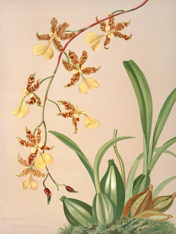 Oncidium Barkerii by Harriet Stewart Miner, 1885 — digital art print download