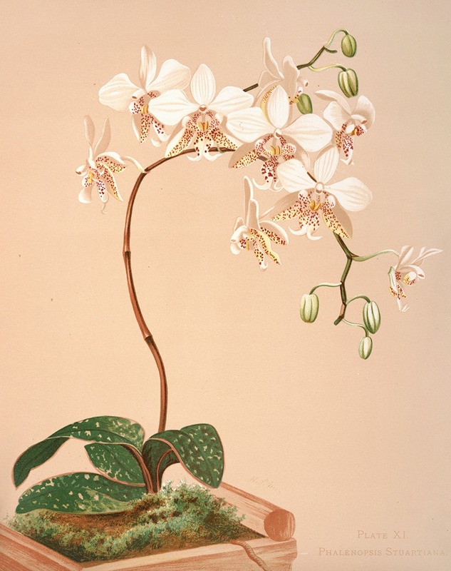 Phalenopsis Stuartiana by Harriet Stewart Miner, 1885 — digital art print download