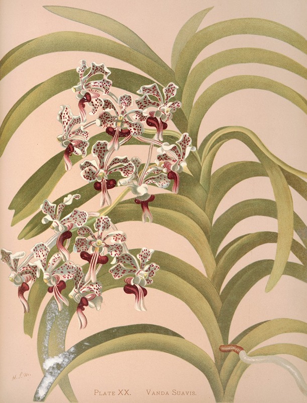 Vanda Suavis by Harriet Stewart Miner, 1885 — digital art print download