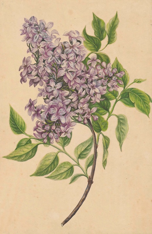 A twig of lilac — Henryka Beyer