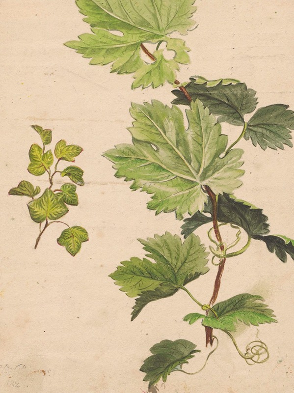 Ivy twig and grapevine twig by Henryka Beyer — digital art print download