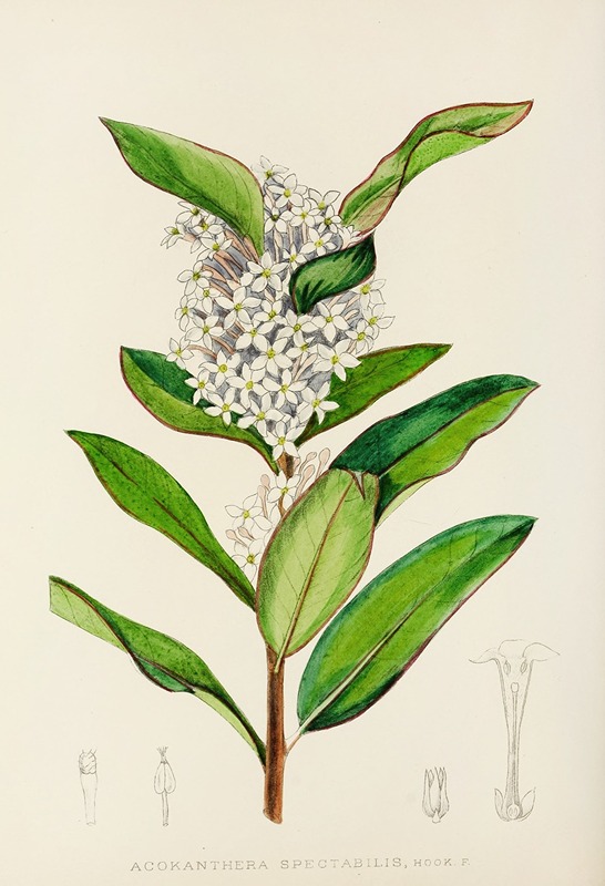 Acokanthera Spectabilis by Illtyd Buller Pole-Evans, 1921 — digital art print download