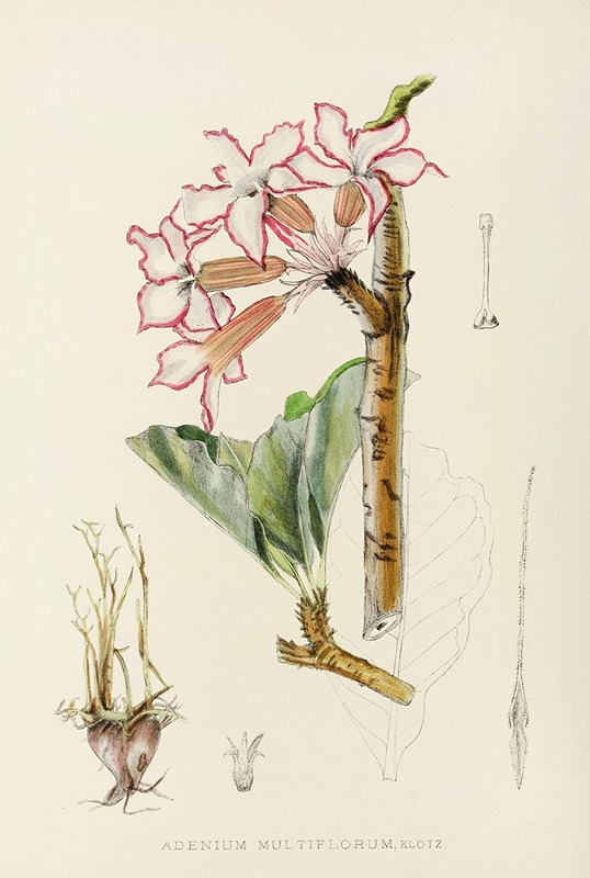 Adenium Multiflorum by Illtyd Buller Pole-Evans, 1921 — digital art print download