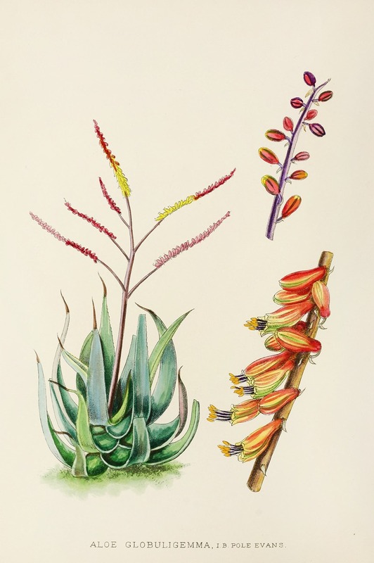 Aloe Globuligemma by Illtyd Buller Pole-Evans, 1921 — digital art print download