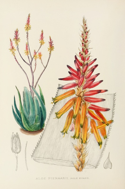 Aloe Pienaarii by Illtyd Buller Pole-Evans, 1921 — digital art print download