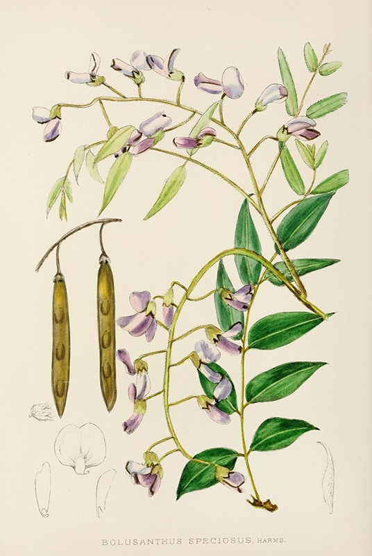 Bolusanthus Speciosus by Illtyd Buller Pole-Evans, 1921 — digital art print download