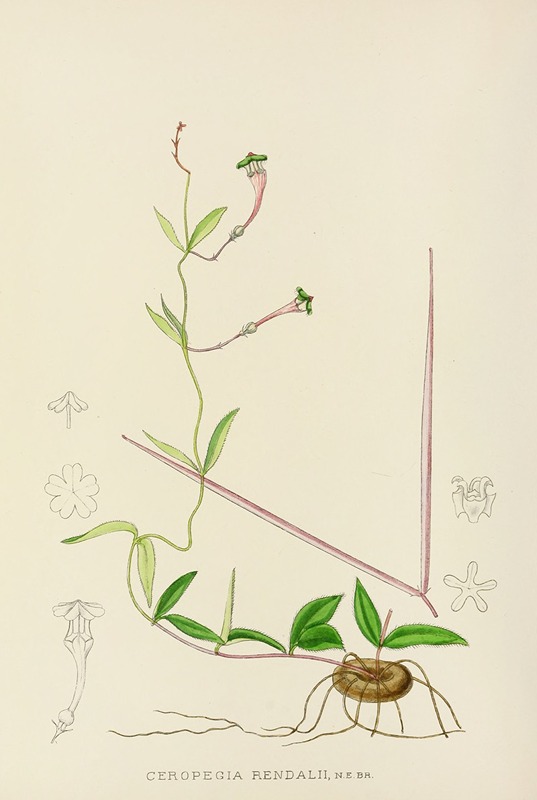 Ceropegia Rendallii by Illtyd Buller Pole-Evans, 1921 — digital art print download