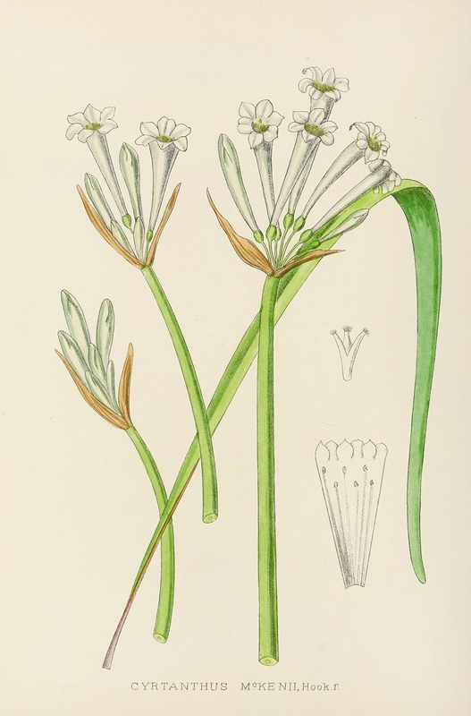 Cyrtanthus Mckenii by Illtyd Buller Pole-Evans, 1921 — digital art print download