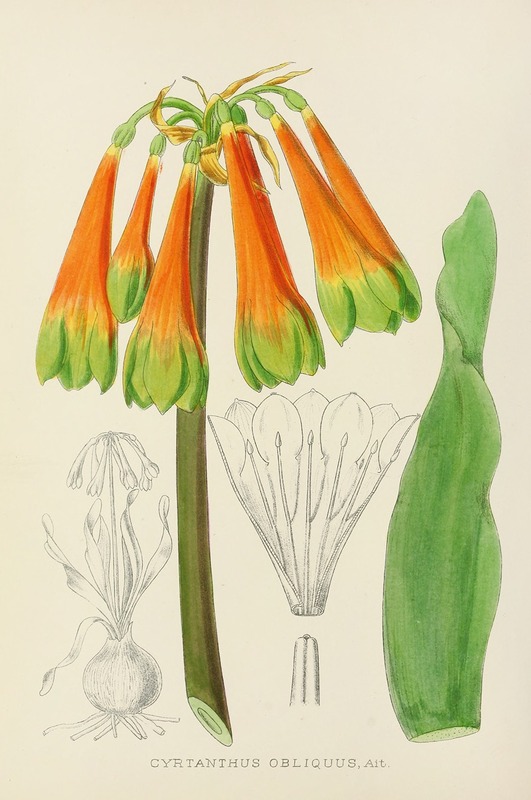 Cyrtanthus Obliquus by Illtyd Buller Pole-Evans, 1921 — digital art print download