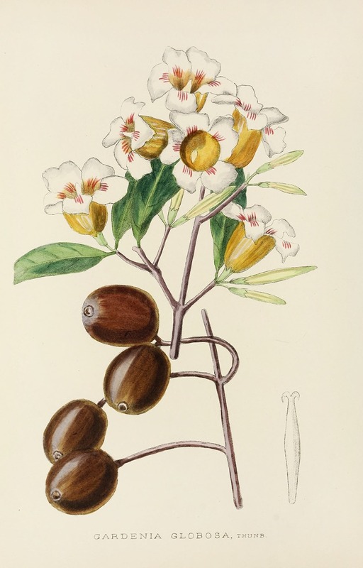 Gardenia Globosa by Illtyd Buller Pole-Evans, 1921 — digital art print download