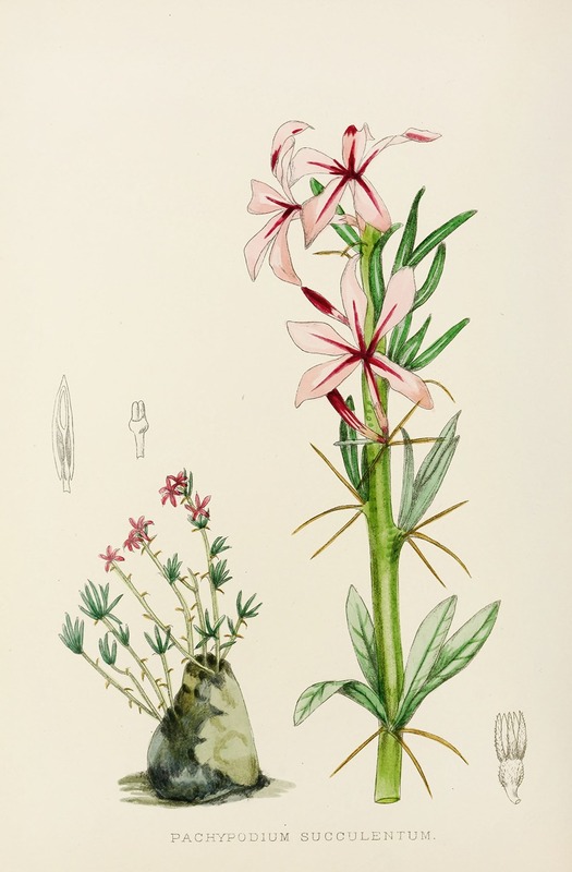 Pachypodium Succulentum by Illtyd Buller Pole-Evans, 1921 — digital art print download