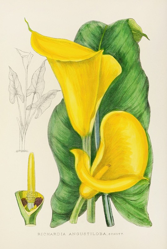 Richardia Angustiloba by Illtyd Buller Pole-Evans, 1921 — digital art print download