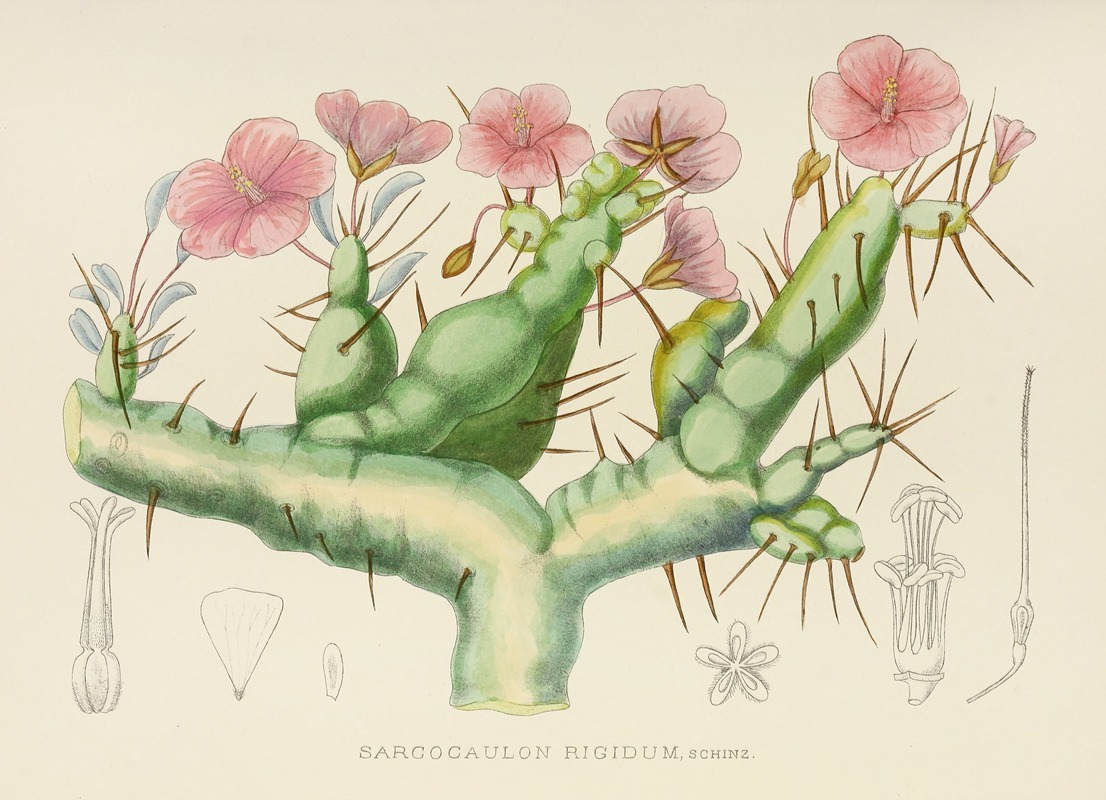 Sarcocaulon Rigidum by Illtyd Buller Pole-Evans, 1921 — digital art print download