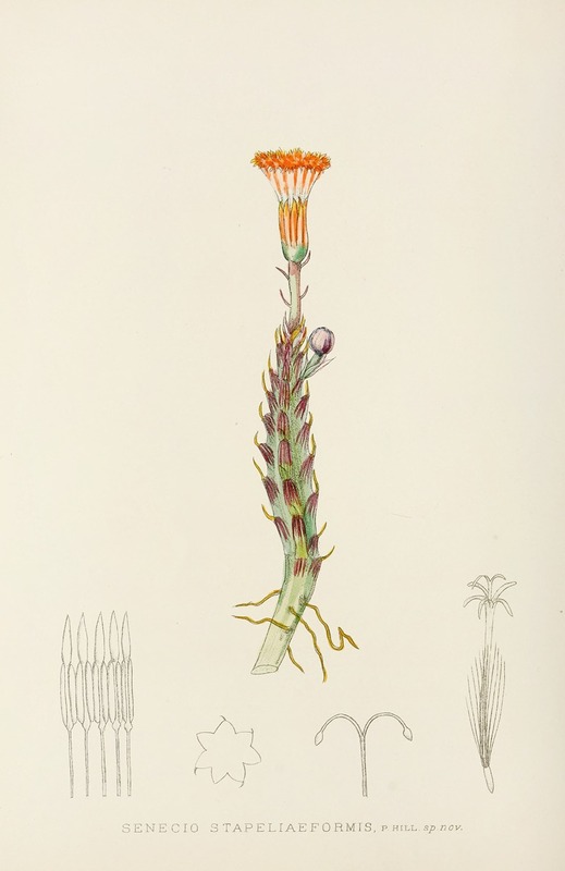 Senecio Stapeliaeformis by Illtyd Buller Pole-Evans, 1921 — digital art print download