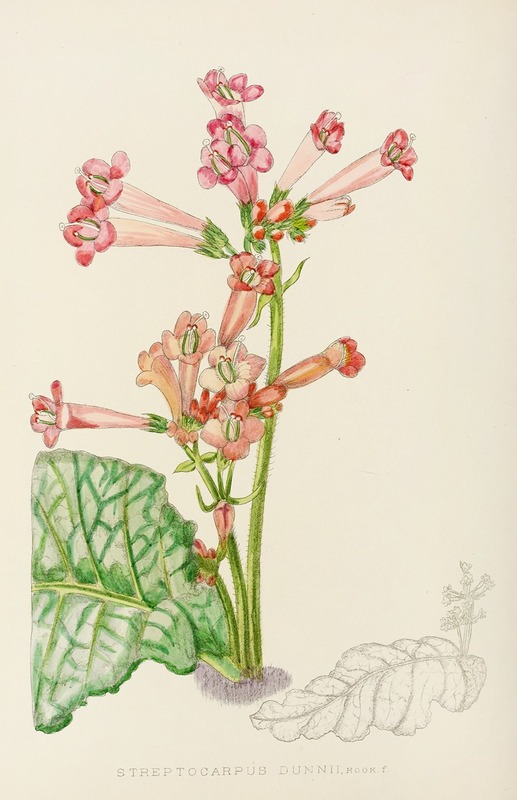 Streptocarpus Dunnii by Illtyd Buller Pole-Evans, 1921 — digital art print download