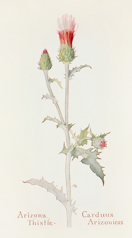 Arizona Thistle by Margaret Armstrong, 1915 — digital art print download
