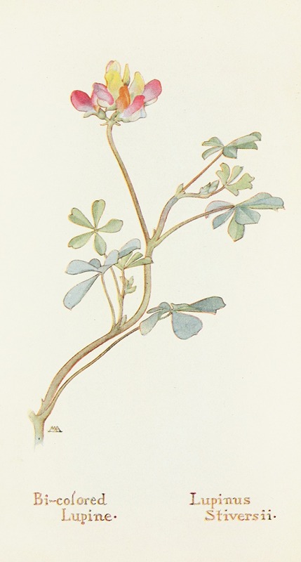 Bi-colored Lupine by Margaret Armstrong, 1915 — digital art print download