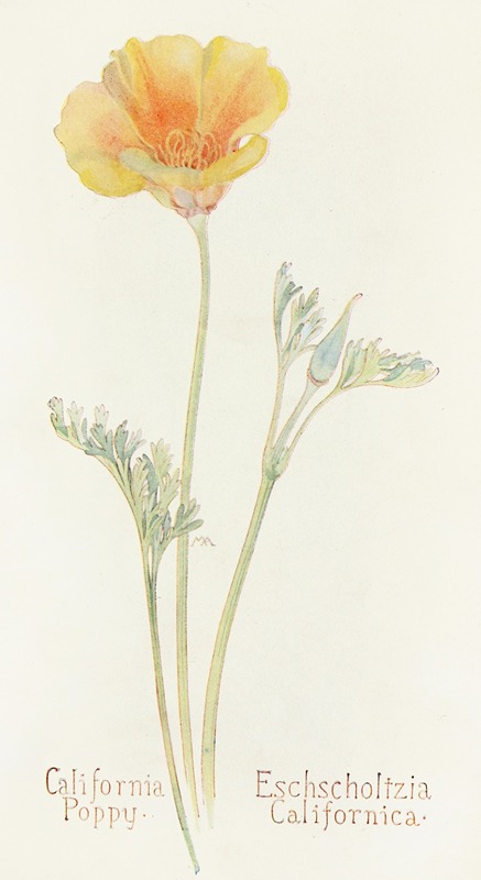 California Poppy by Margaret Armstrong, 1915 — digital art print download
