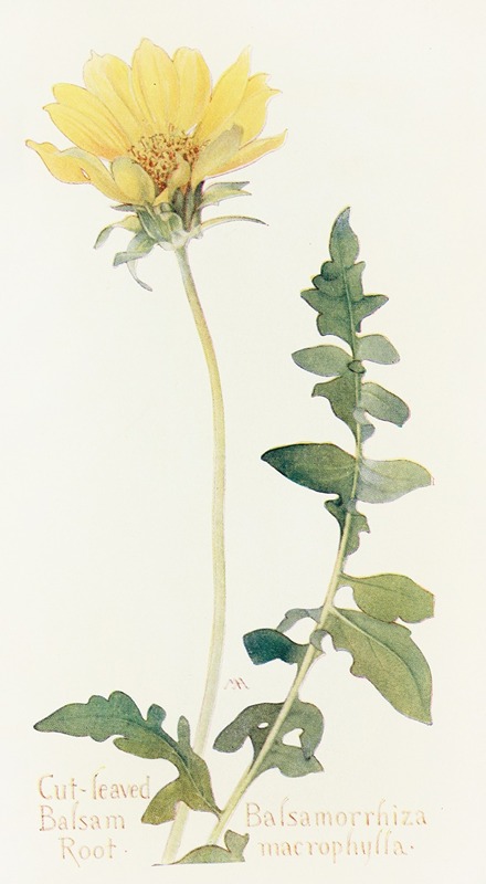Cut-leaved Balsam-Root by Margaret Armstrong, 1915 — digital art print download