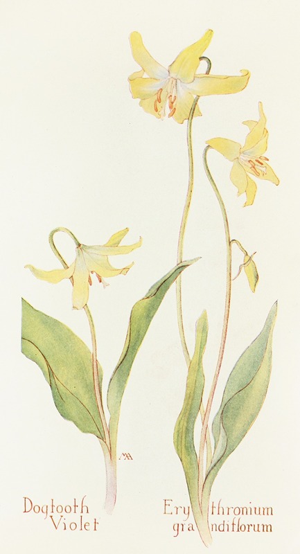 Dogtooth Violet by Margaret Armstrong, 1915 — digital art print download