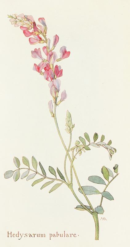 Hedysarum pabulare by Margaret Armstrong, 1915 — digital art print download