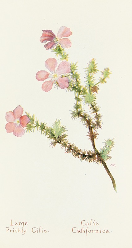 Large Prickly Gilia by Margaret Armstrong, 1915 — digital art print download