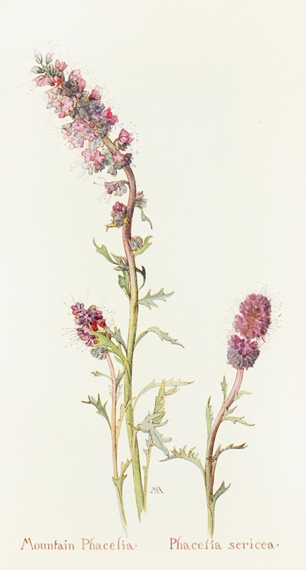 Mountain Phacelia by Margaret Armstrong, 1915 — digital art print download