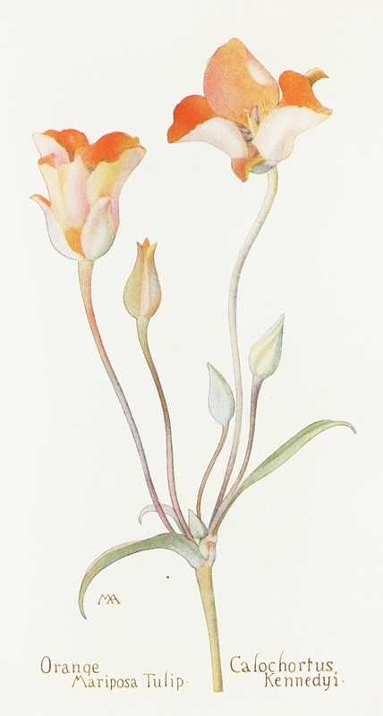 Orange Mariposa Tulip by Margaret Armstrong, 1915 — digital art print download