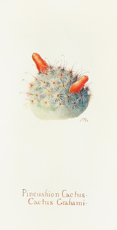 Pincushion Cactus by Margaret Armstrong, 1915 — digital art print download