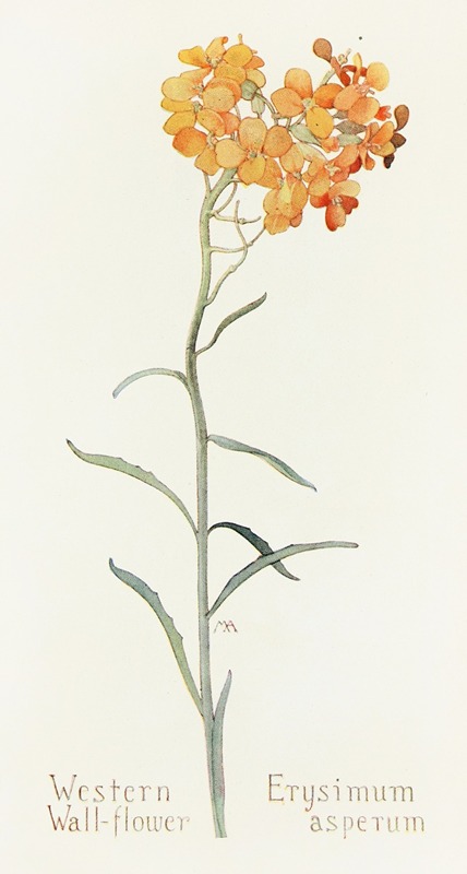 Western Wallflower by Margaret Armstrong, 1915 — digital art print download