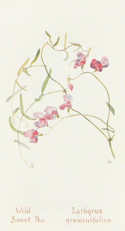 Wild Sweet Pea by Margaret Armstrong, 1915 — digital art print download