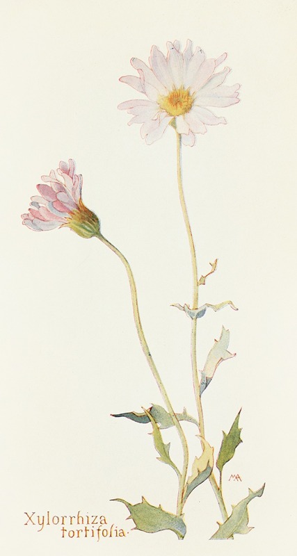 Xylorrhiza tortifolia — Margaret Armstrong