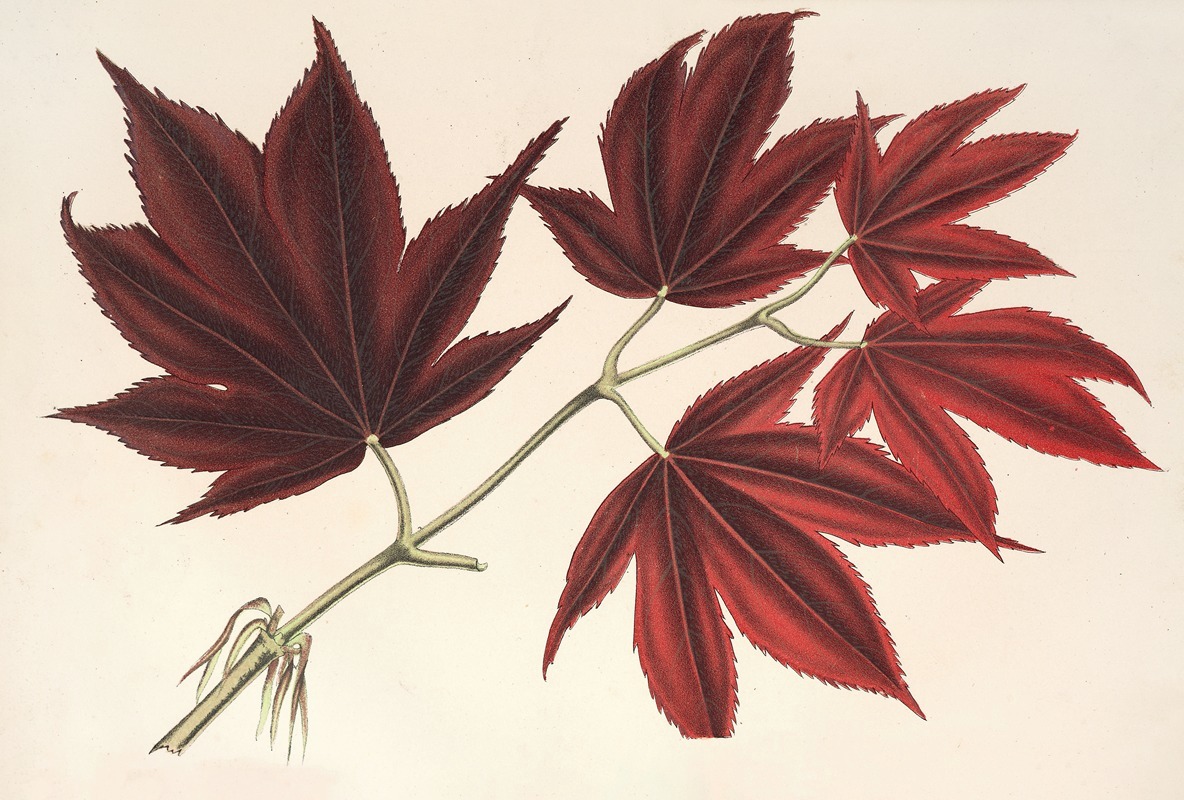Acer (polymorphum) palmatum sanguineum by Charles Antoine Lemaire, 1854-1896 — digital art print download