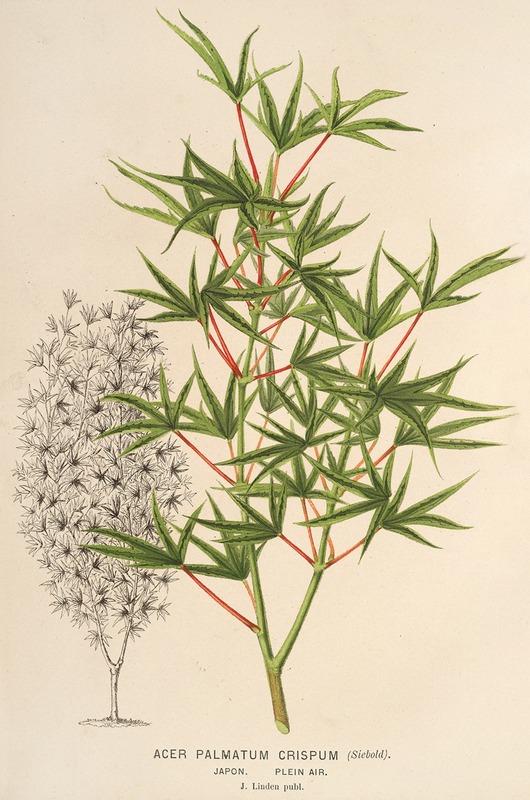 Acer palmatum crispum by Charles Antoine Lemaire, 1854-1896 — digital art print download