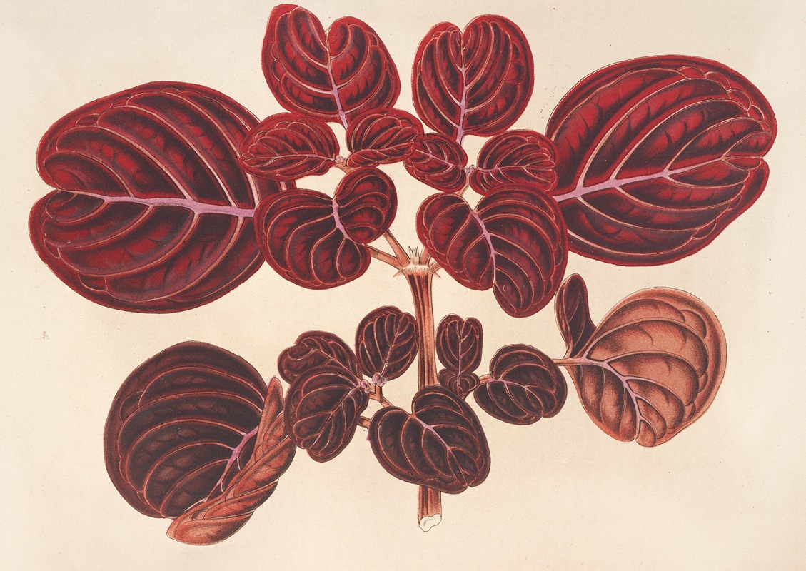 Achyranthes Verschaffeltii by Charles Antoine Lemaire, 1854-1896 — digital art print download