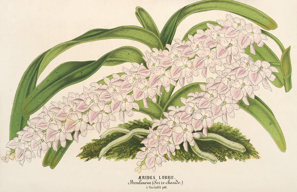 Aerides Lobbii by Charles Antoine Lemaire, 1854-1896 — digital art print download