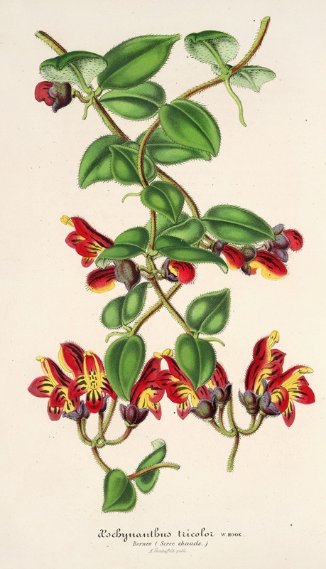 Aeschynanthus tricoIor by Charles Antoine Lemaire, 1854-1896 — digital art print download