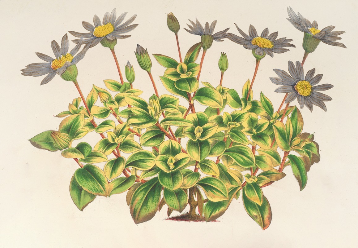 Agathæa cœlestis, fol. variegatis by Charles Antoine Lemaire, 1854-1896 — digital art print download