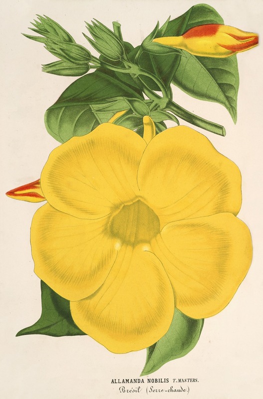 Allamanda nobilis by Charles Antoine Lemaire, 1854-1896 — digital art print download