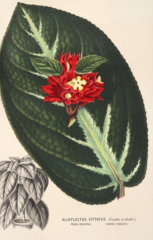 Alloplectus vittatus by Charles Antoine Lemaire, 1854-1896 — digital art print download