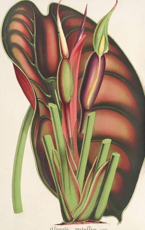 Alocasia metallica by Charles Antoine Lemaire, 1854-1896 — digital art print download