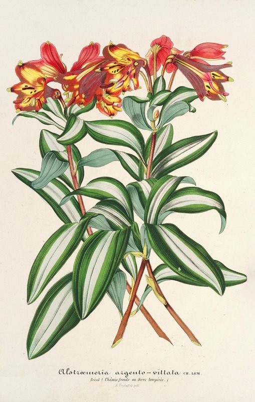 Alstraemeria argento-vittata by Charles Antoine Lemaire, 1854-1896 — digital art print download