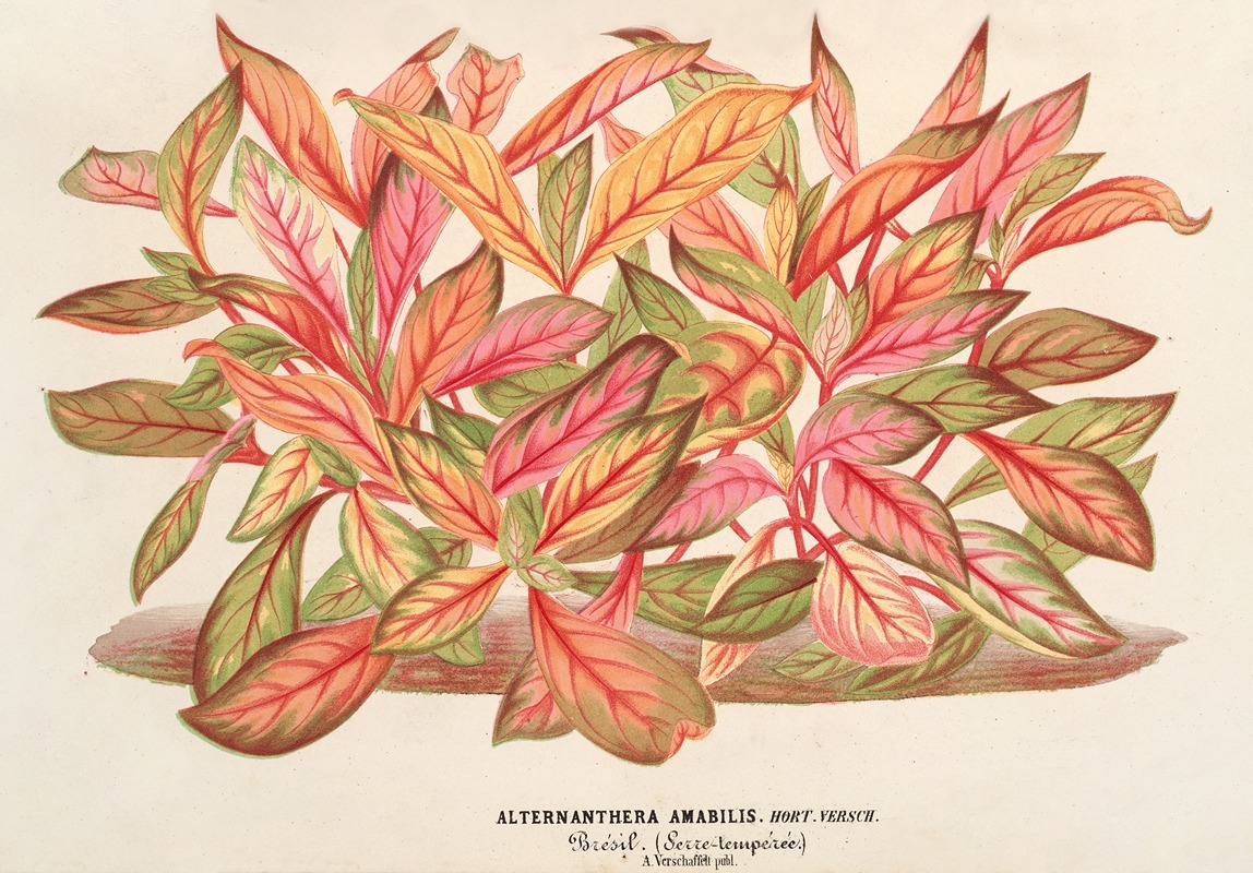 Alternanthera amabilis (var) by Charles Antoine Lemaire, 1854-1896 — digital art print download