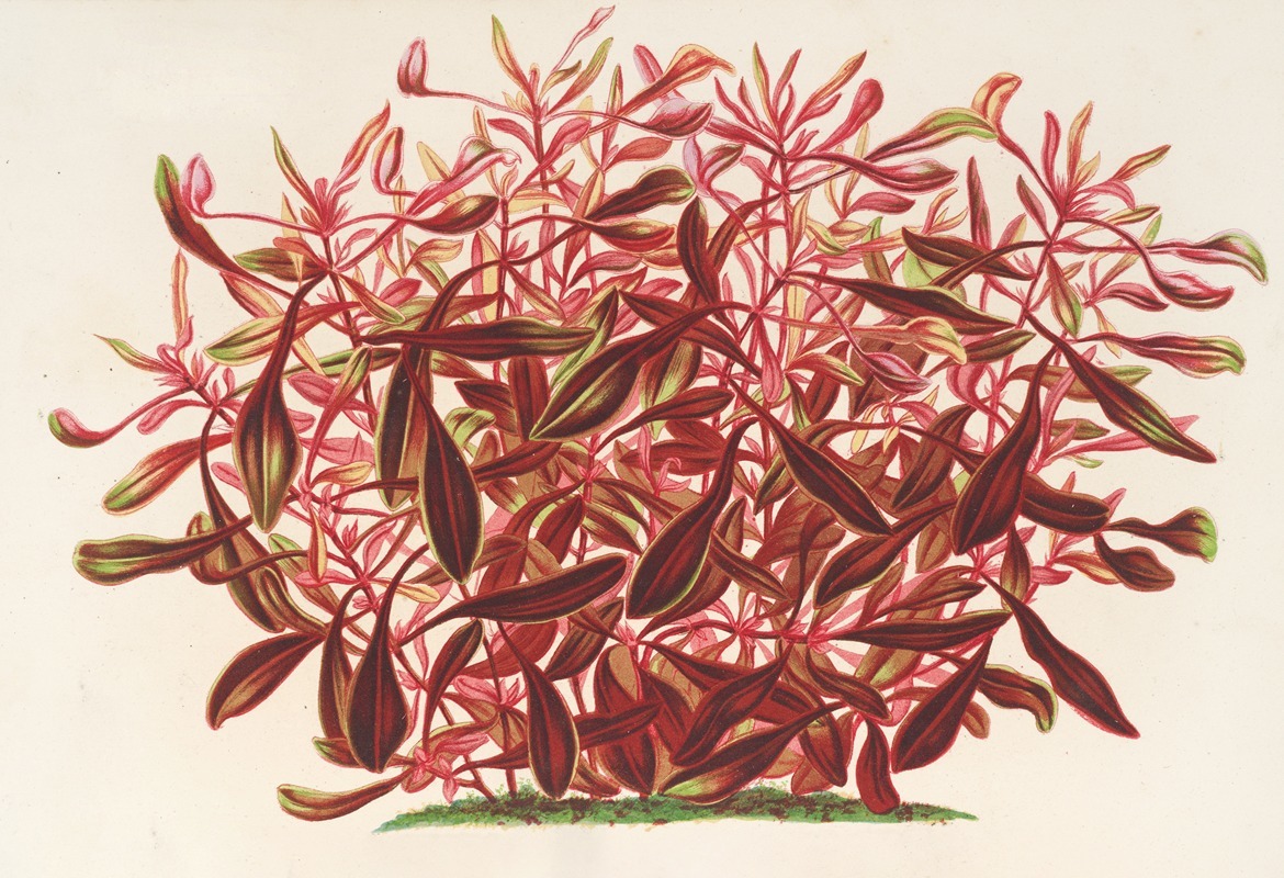 Alternanthera spathulata by Charles Antoine Lemaire, 1854-1896 — digital art print download
